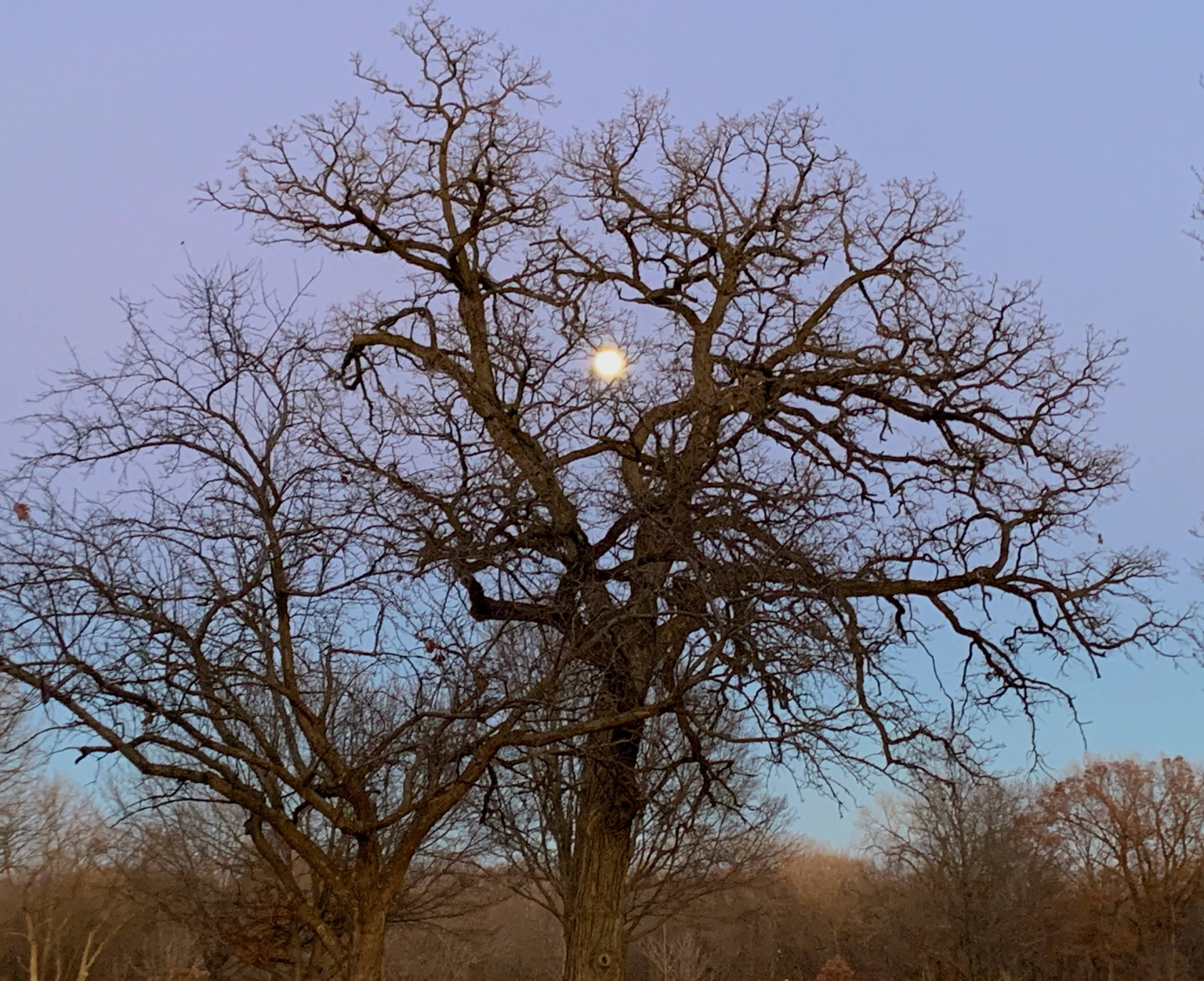 A large leafless tree with a full moon visible behind its branches against a dusk sky, with smaller trees in the background.