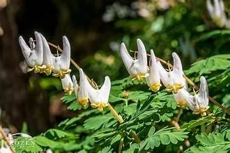 dutchman's breeches.jpg