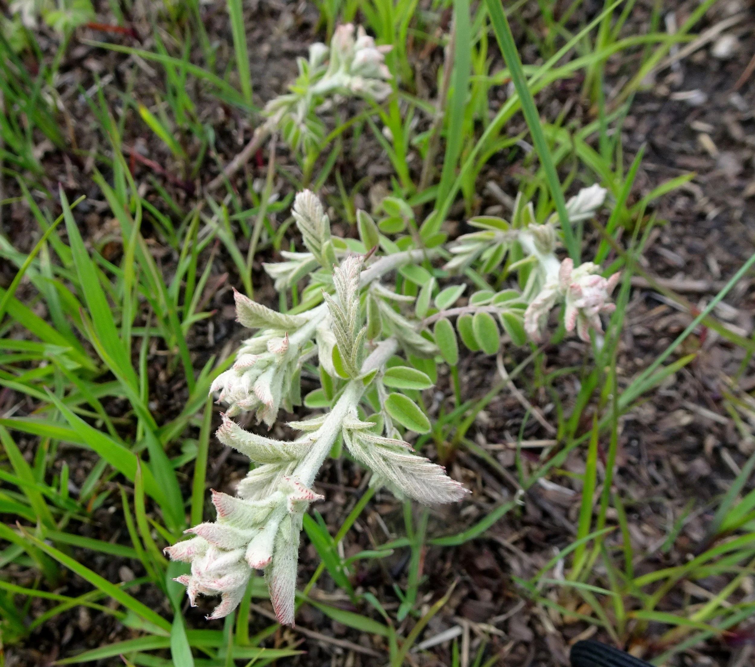 Dixie Briggs - Tuesday 004.JPG