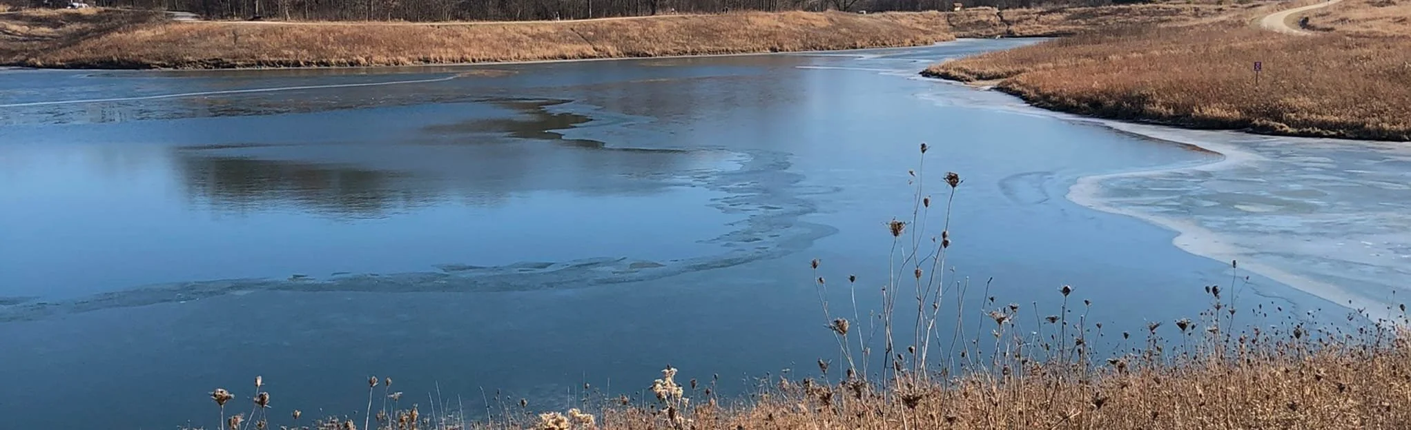 meachum forest 4.jpg