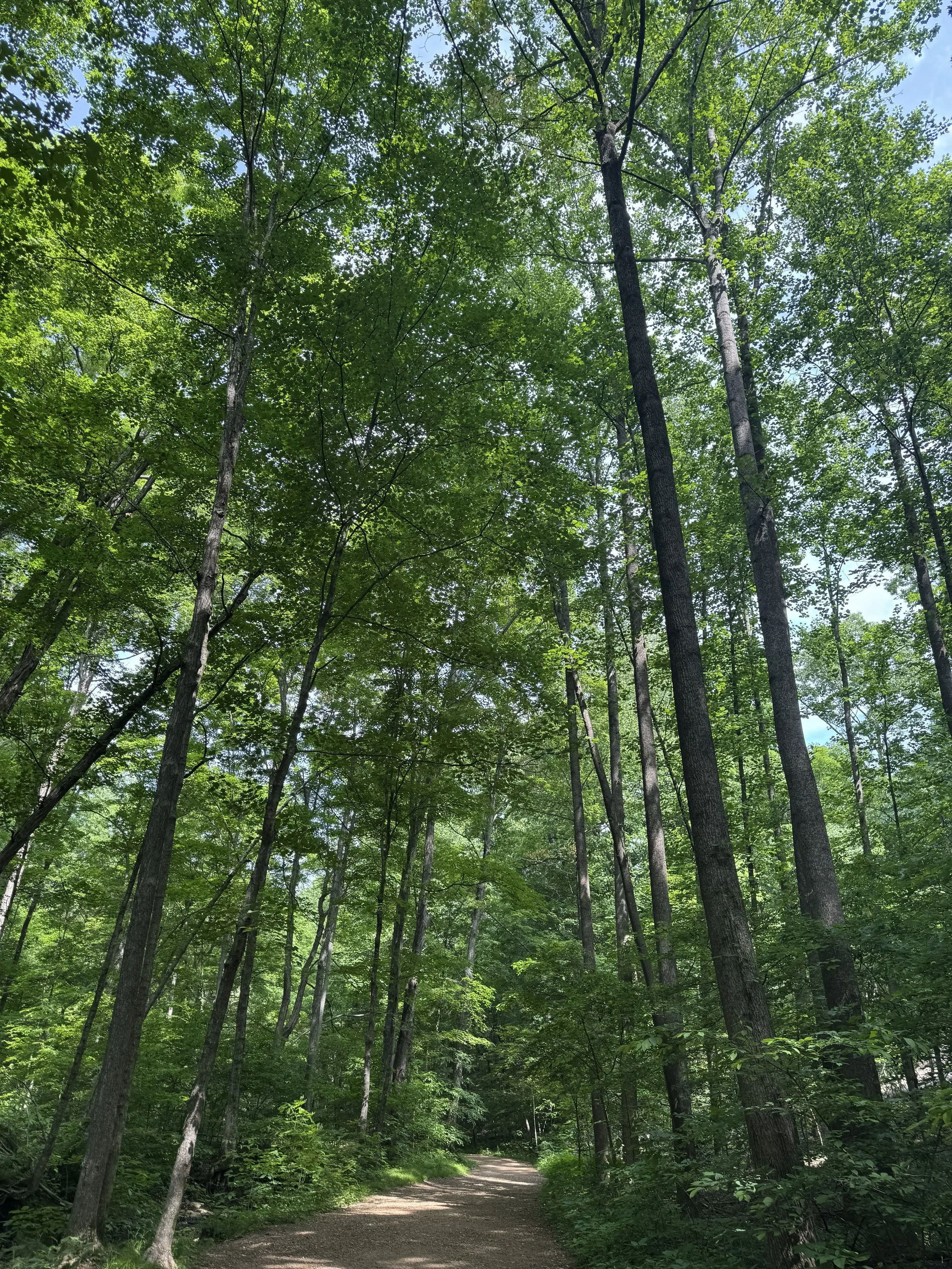Shawnee trees2.jpg