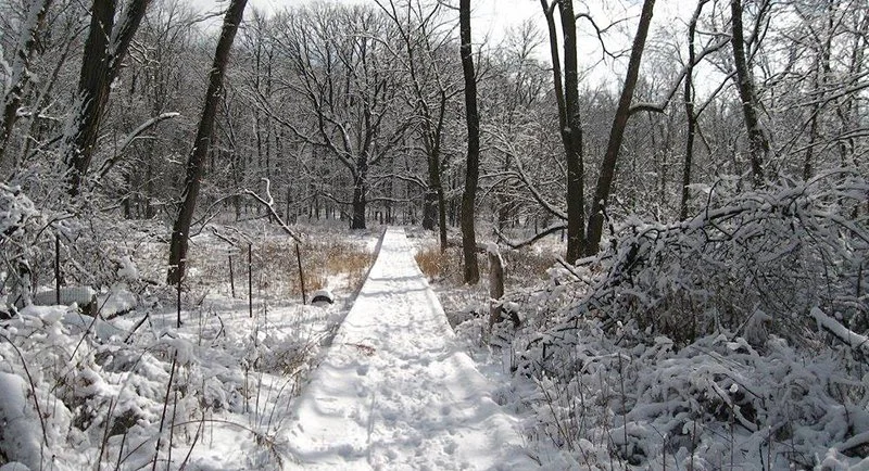 Snow-covered forest trail with trees on both sides during winter