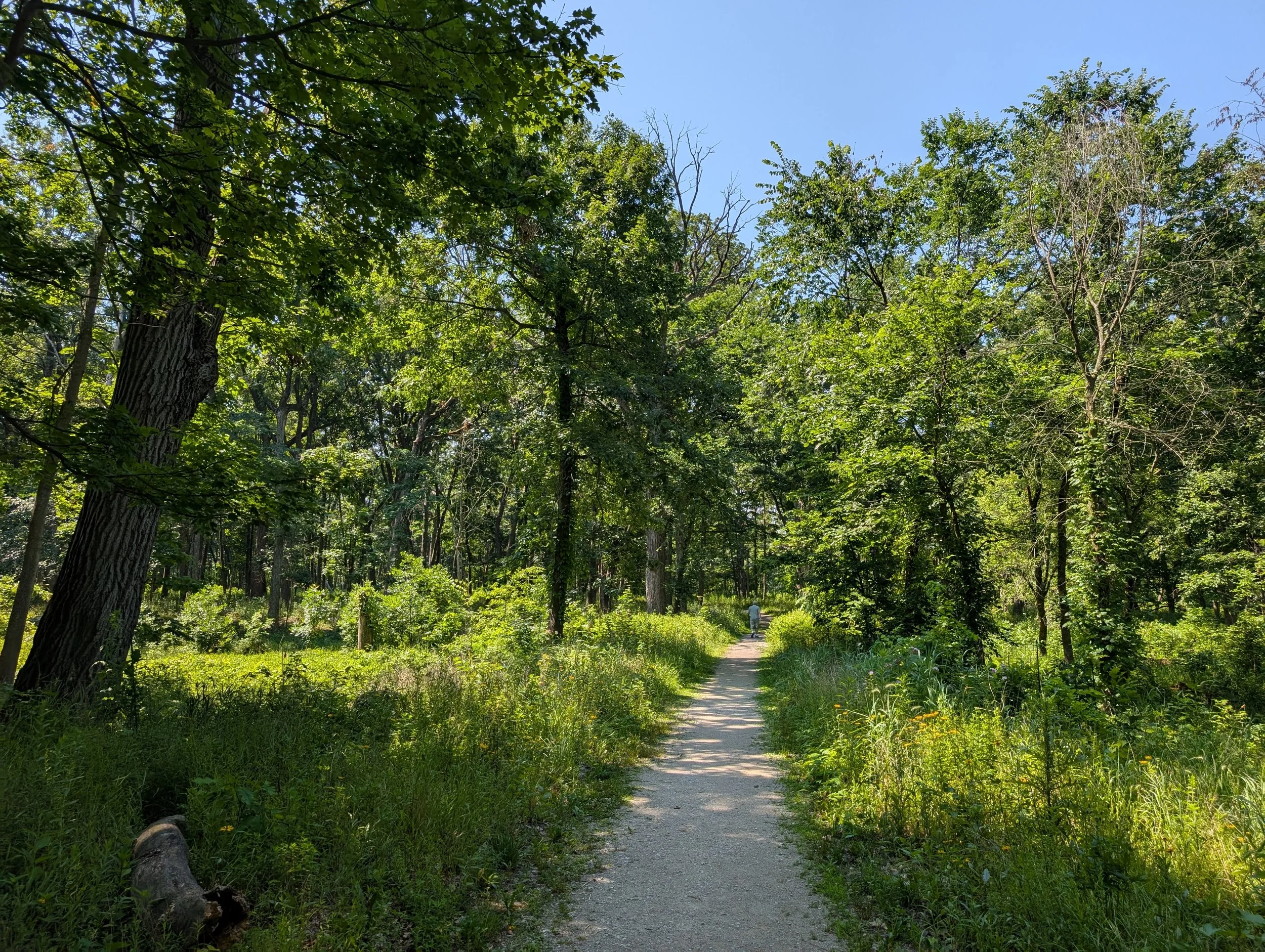 A narrow trail runs through a lush green forest under a clear blue sky, with a person walking in the distance.