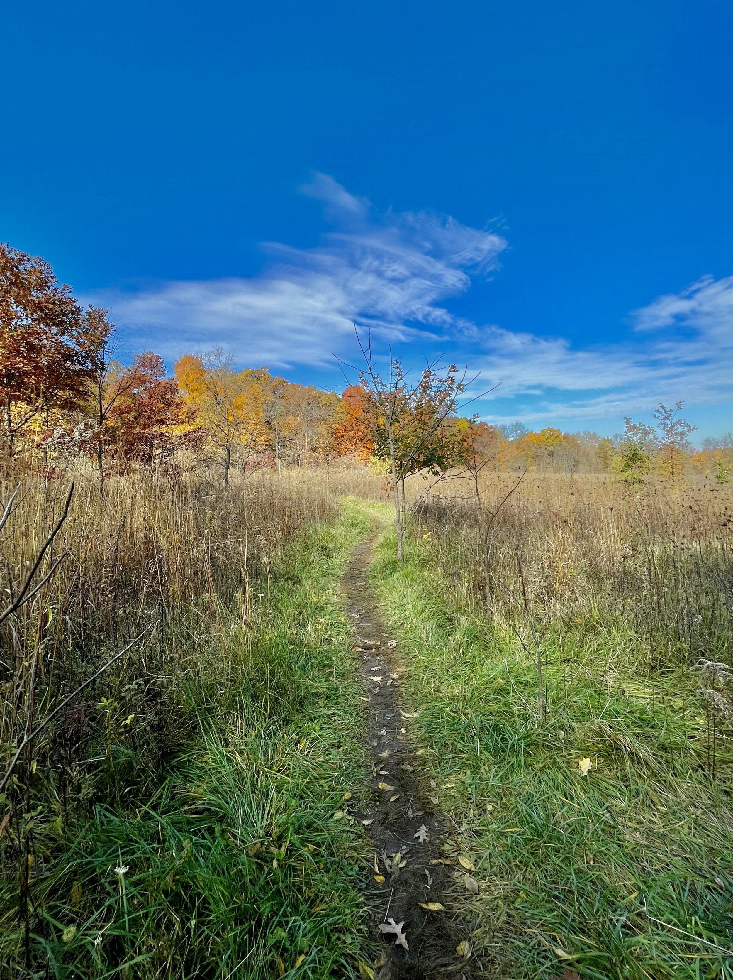 coral woods 3.jpg