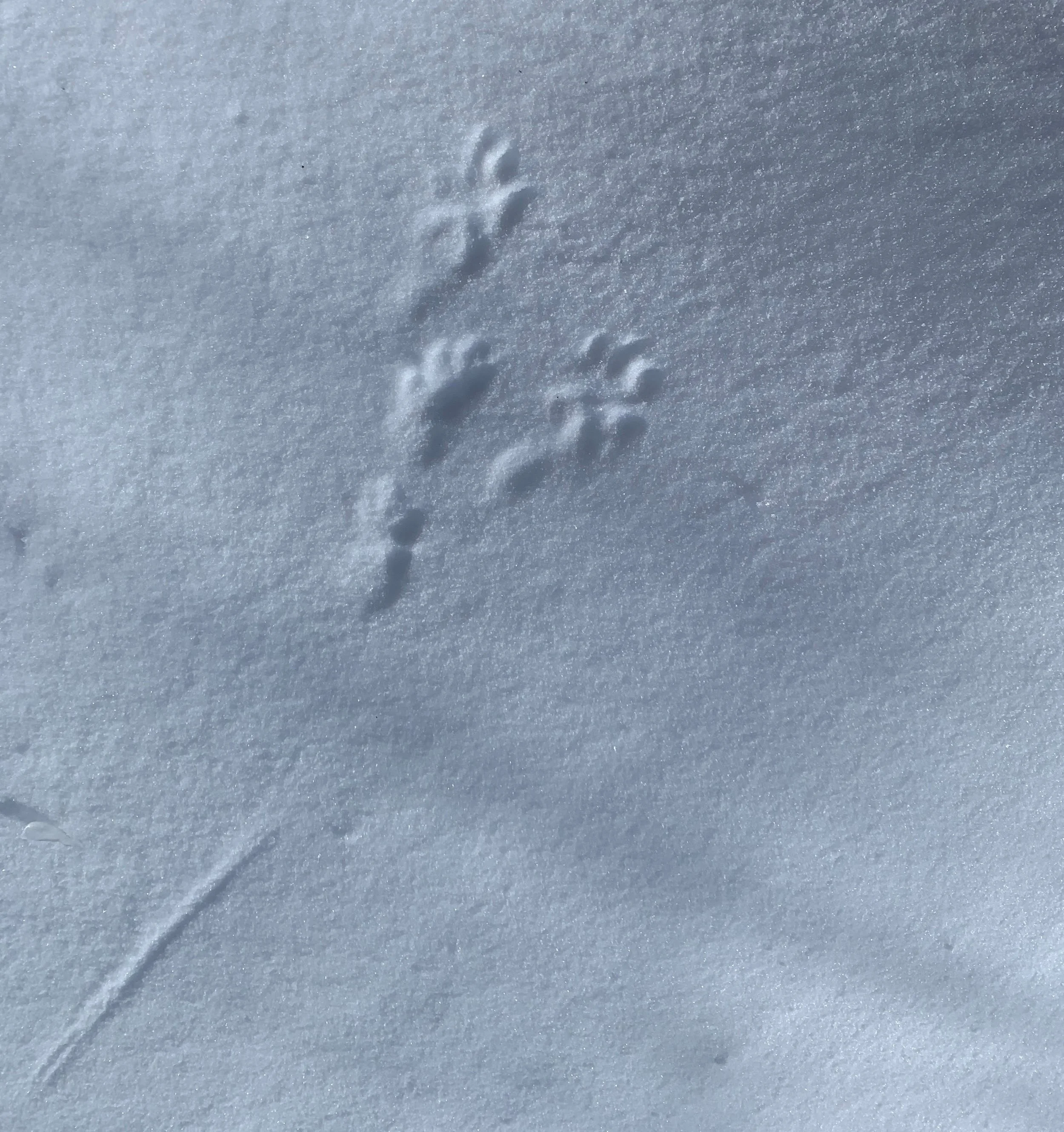 Two small animal tracks, possibly from a fox or similar, in fresh snow with a faint trail leading away.