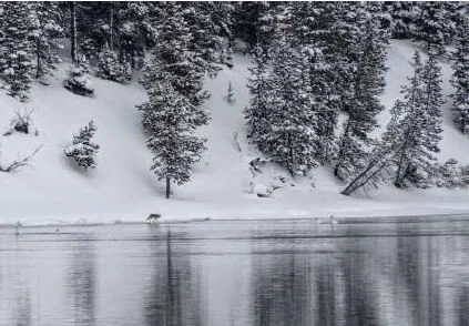 yellowstone wolf.jpg