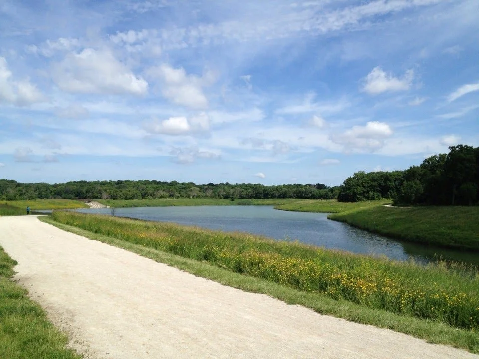 meachum forest 6.jpg