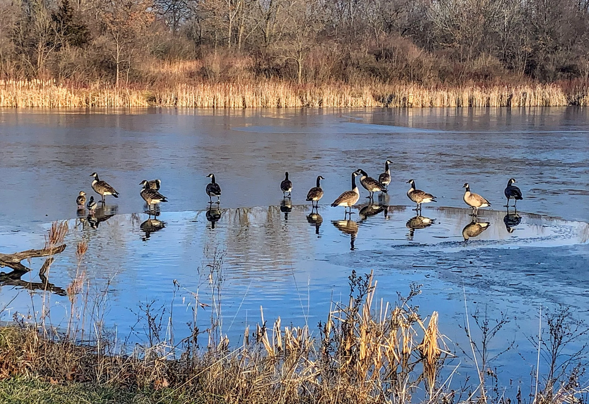 A group of ducks standing on a partially frozen pond with reflections in the water, surrounded by tall grasses and trees in the background.
