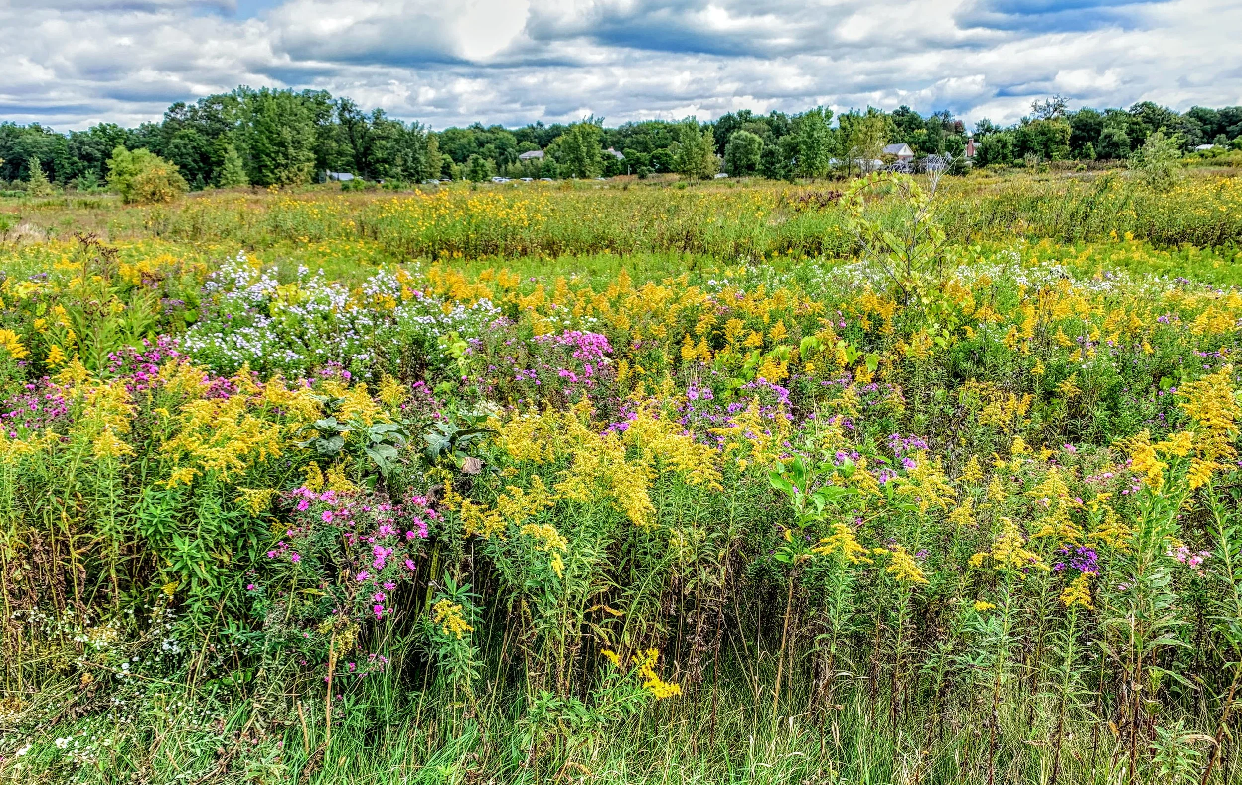 Middlefork Savanna-Oct. 4th, Saturday