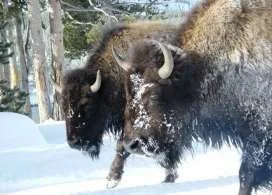 yellowstone bison2.jpg