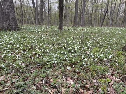 MEACHAM GROVE FOREST, BLOOMINDALE, IL >>>>> April 28, 30, MAY 2