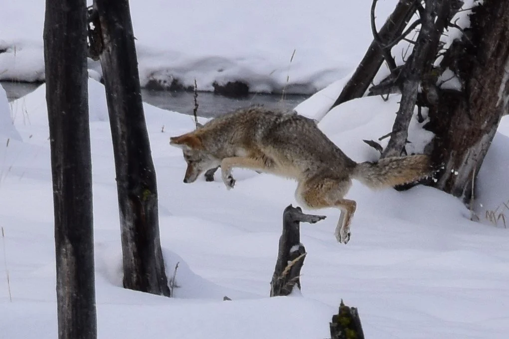 leaping coyote.jpg