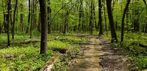 meachum forest 1.jpg