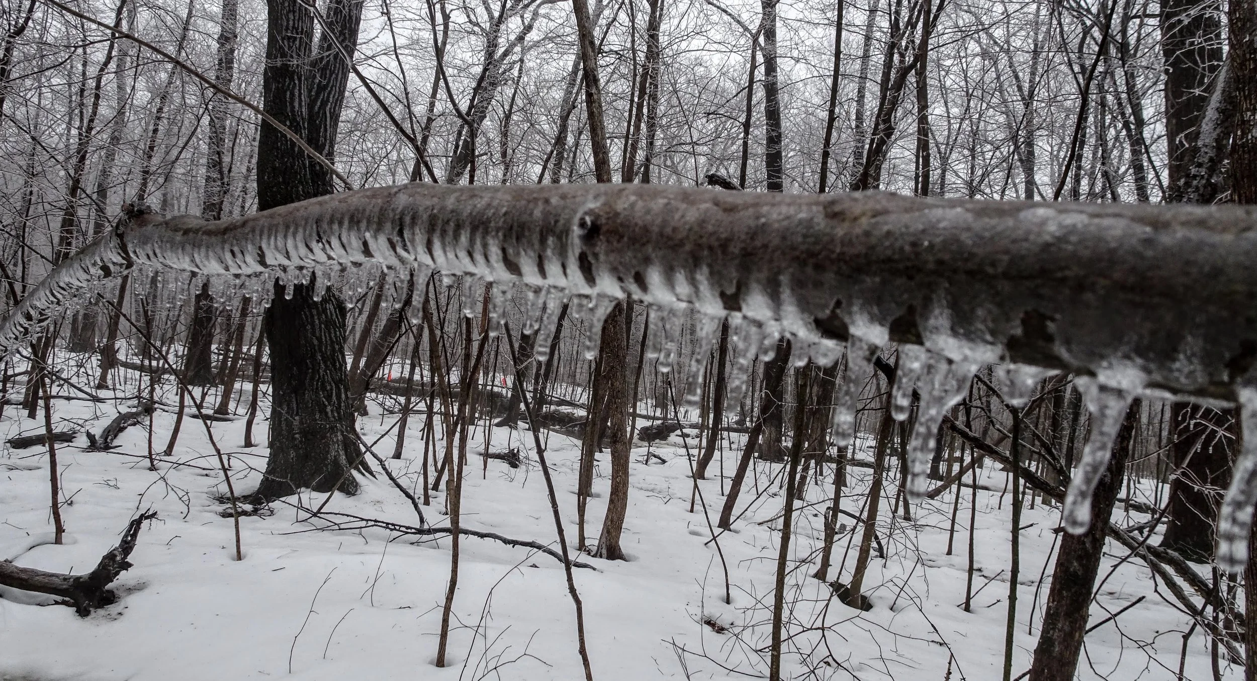 Close-up of a snow-covered tree branch with icicles hanging from it in a winter forest.