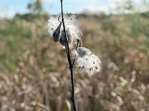 Close-up of a plant stem covered in soap suds with a blurred outdoor background.