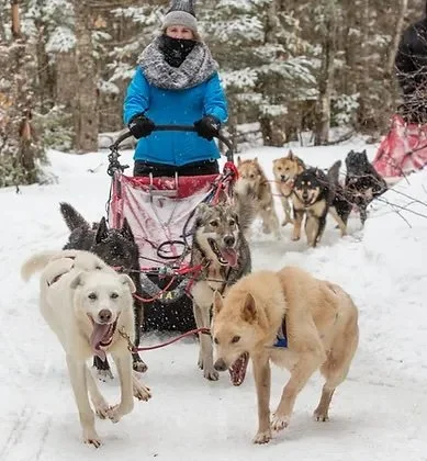 Trailbound-Trips-Northwoods-Dog-Sled-Adventure-natures-kennel-ride-through-woods.jpeg
