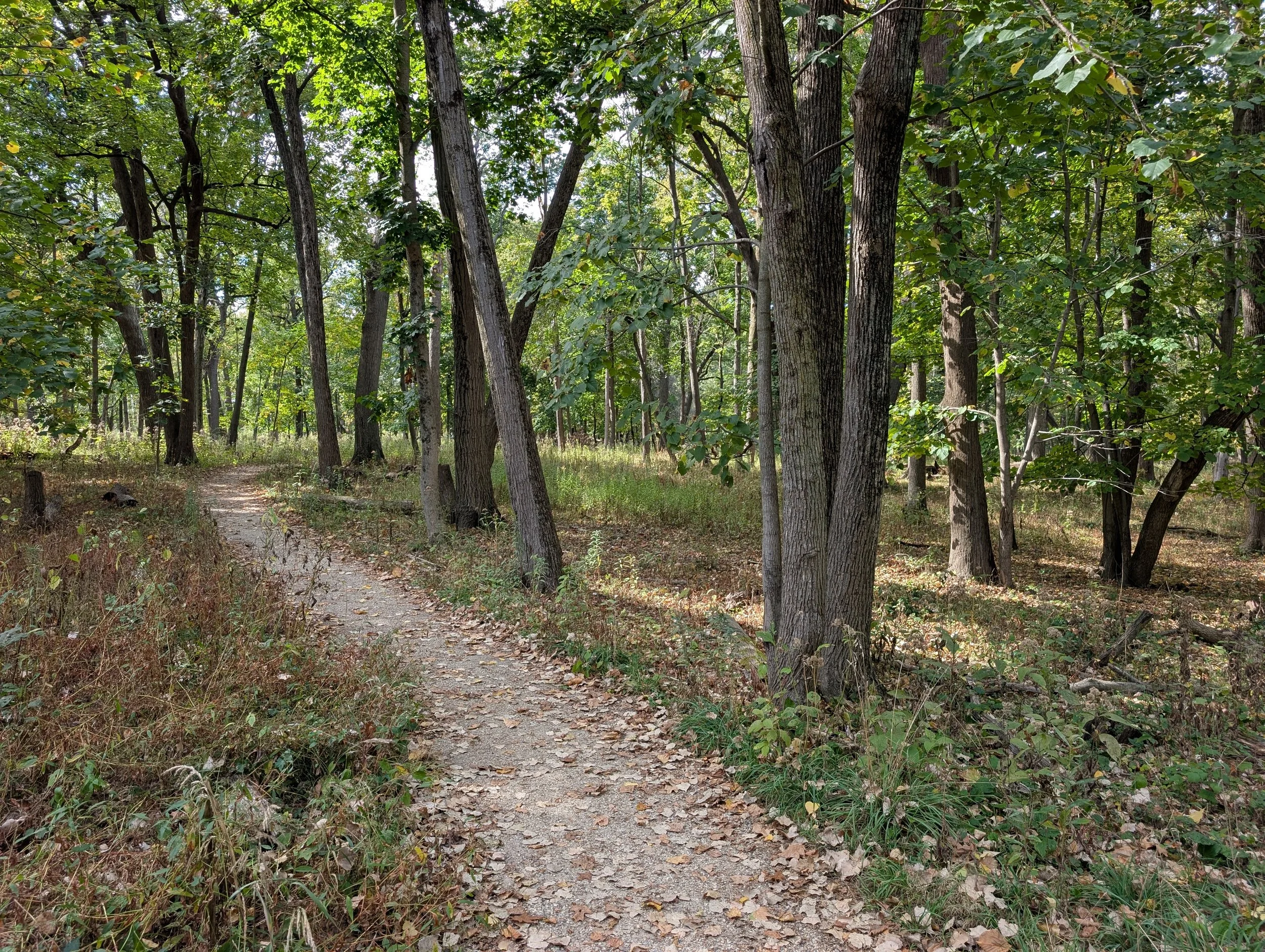 A dirt trail winding through a dense green forest with tall trees and leafy branches.