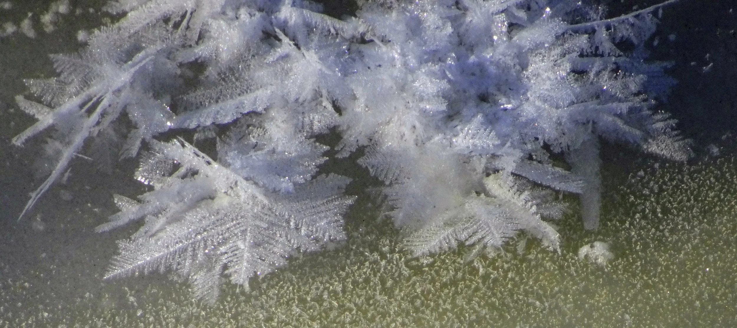 Frost-covered leaves and branches on a surface.