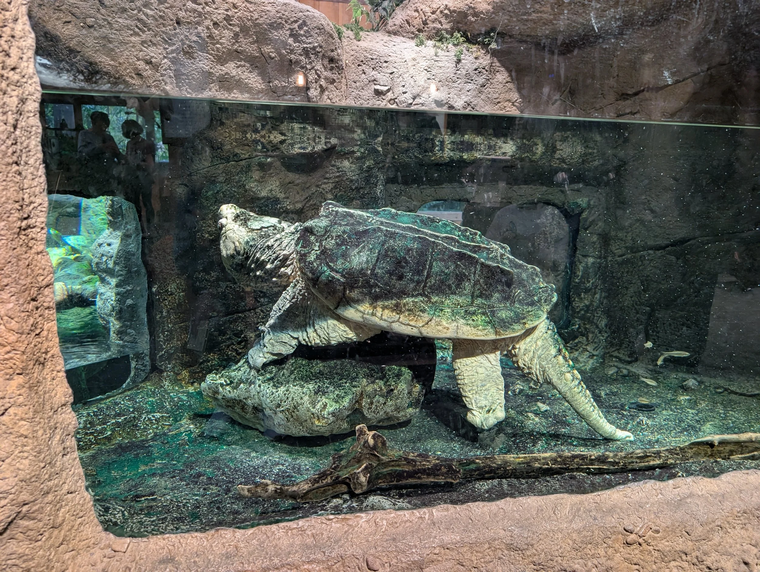 A turtle inside a glass enclosure at a zoo or aquarium, with rocks, a branch, and water visible in the habitat.