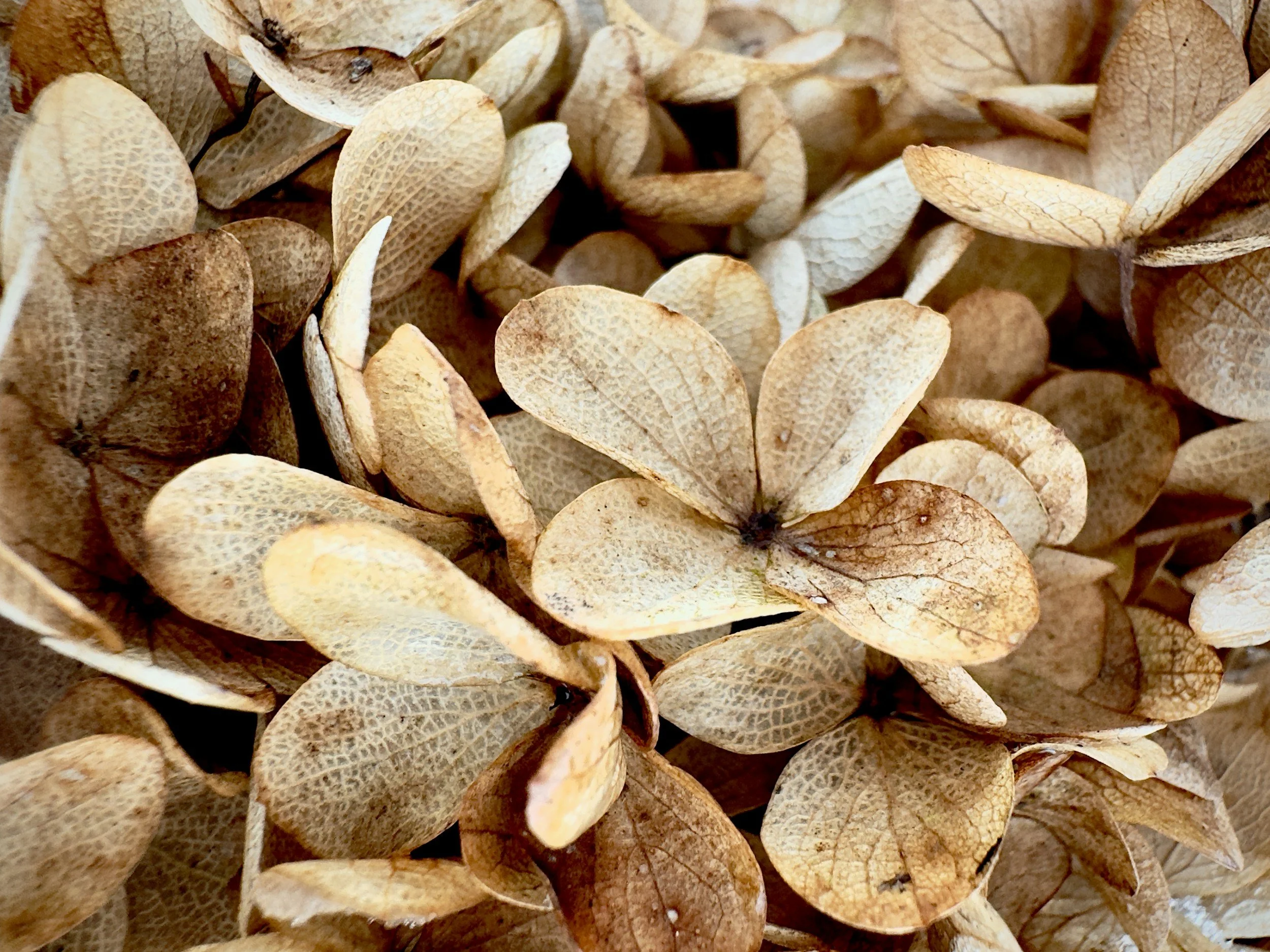 Close-up of dried, brown and beige hydrangea flower petals.