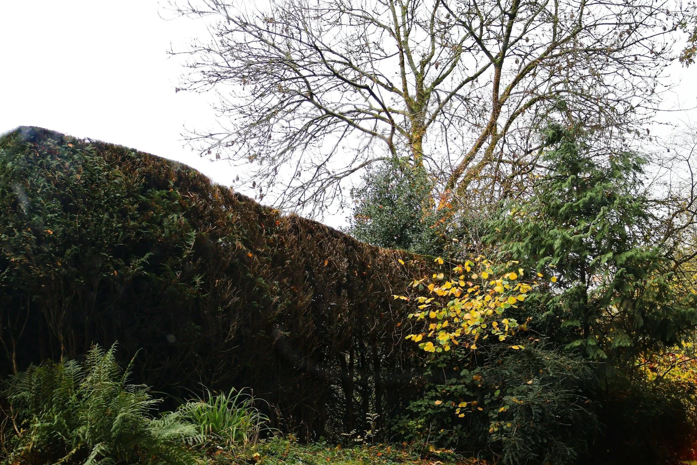 A garden scene with a tall tree with bare branches, a hedge, and various shrubs and plants, including some with yellow leaves.