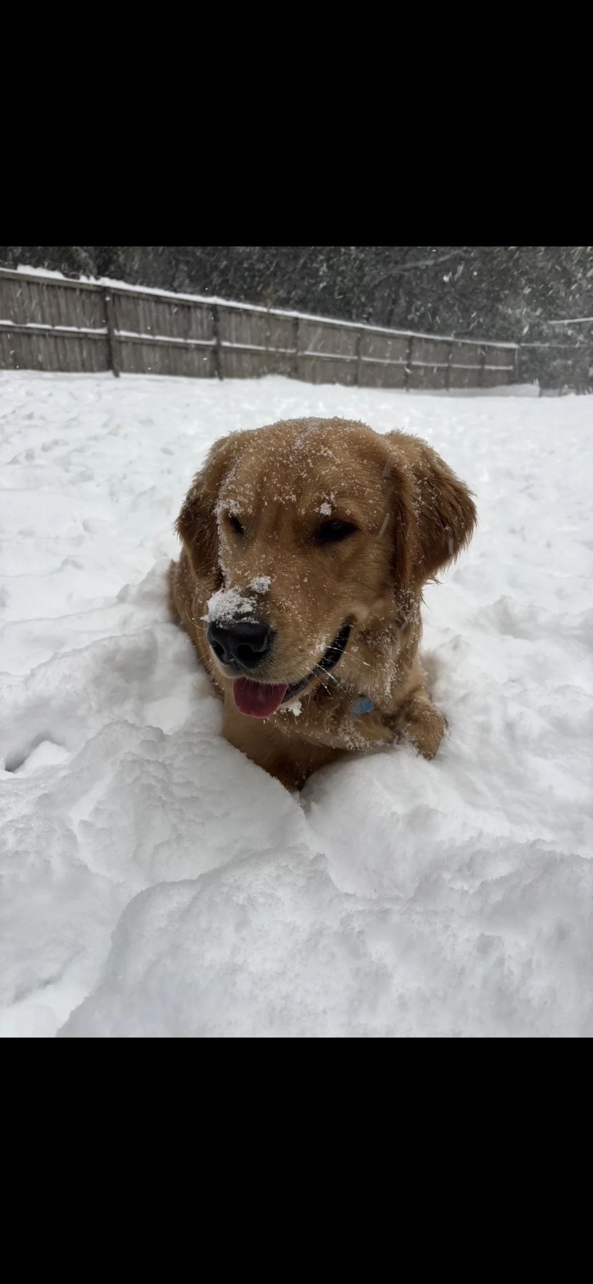 Golden retriever wearing a plush Christmas hat with reindeer antlers and white pom-poms, sitting on a patterned rug indoors.