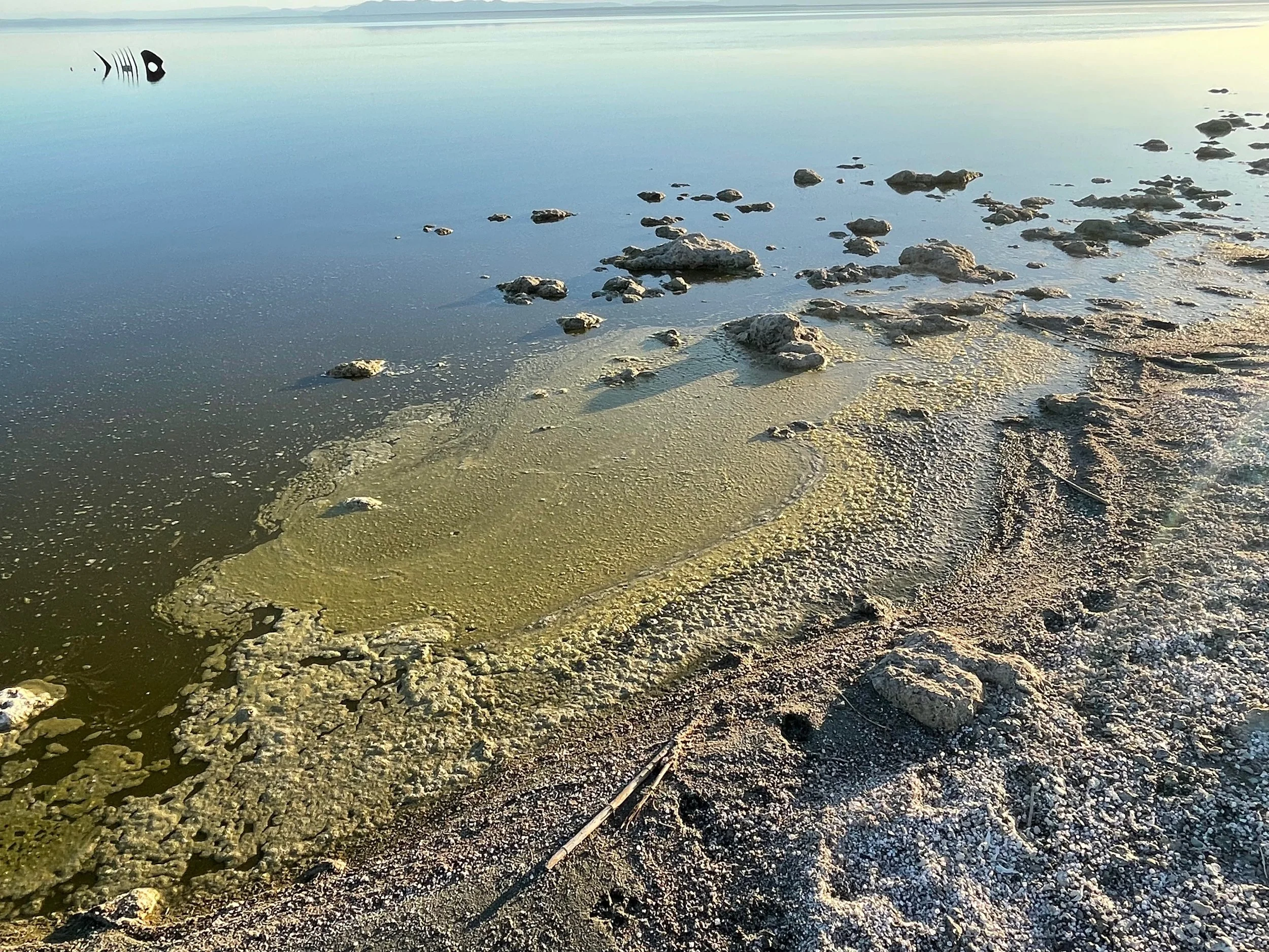 artistic image of the shoreline of the Salton Sea