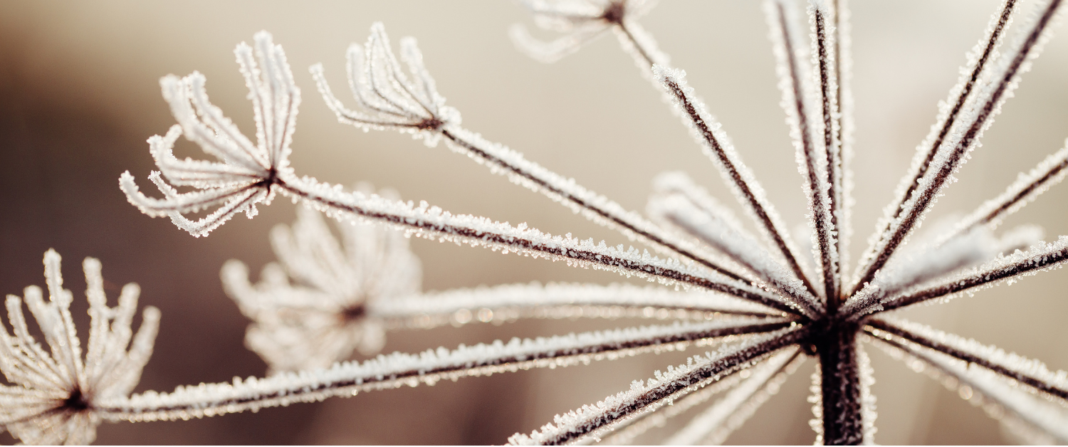 Frost-covered seed heads in soft winter light, reflecting rest, patience and energy gathering quietly.
