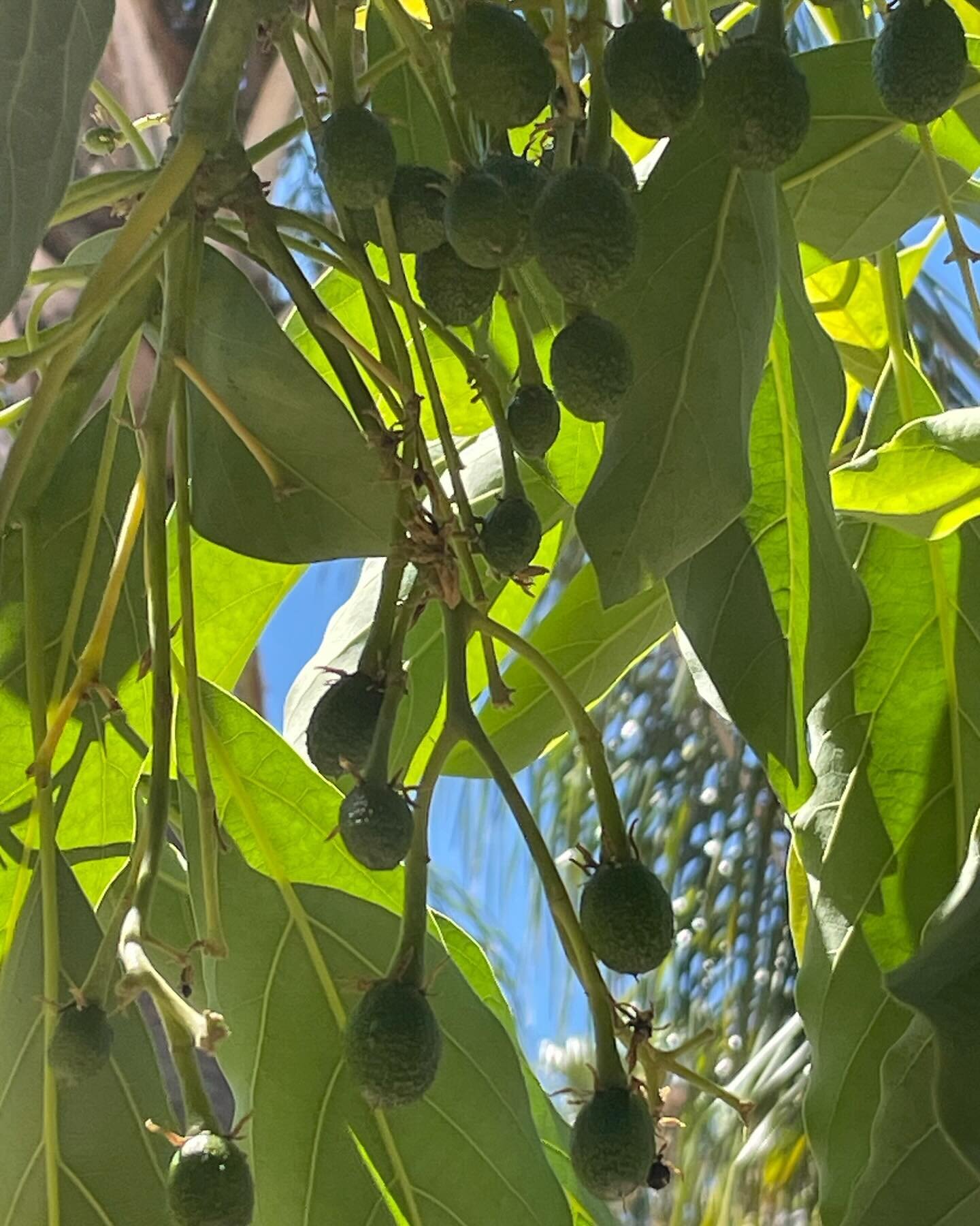 6 months to go for our next avocado crop!