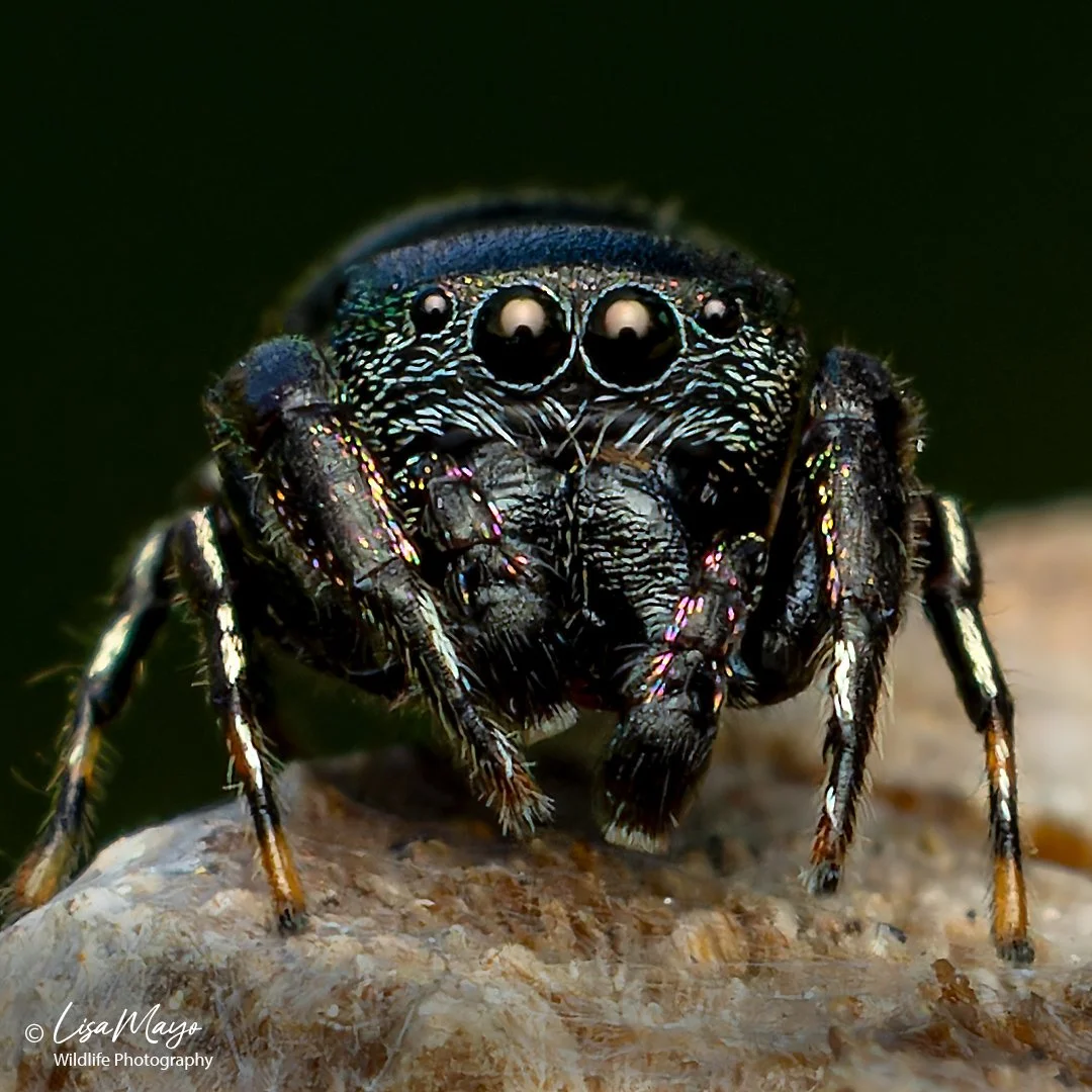 Leaf Beetle Jumping Spider at Blackwater NWR, MD