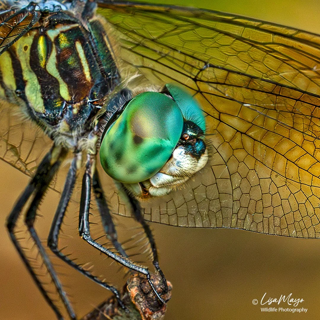Blue Dasher Dragonfly at Pocosin Lakes NWR, NC
