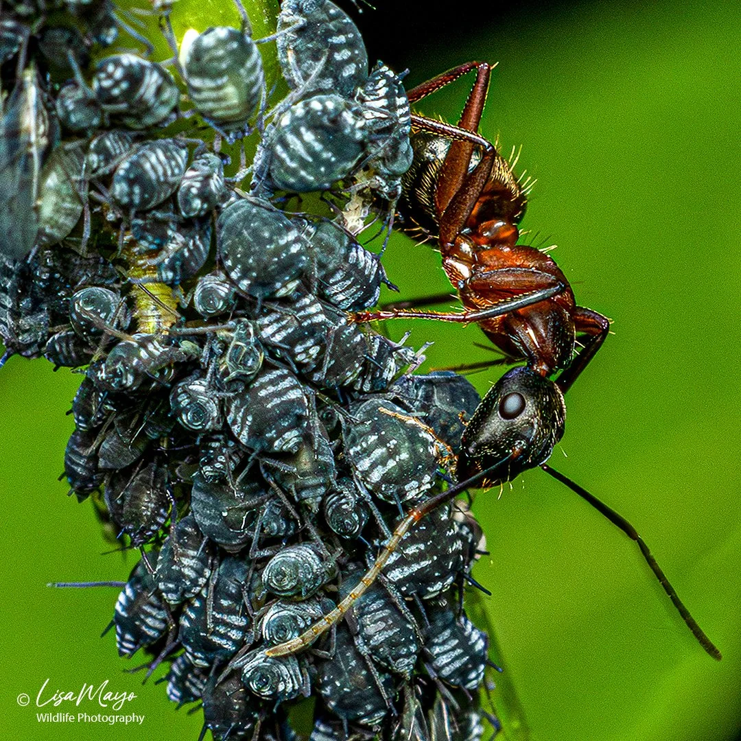 Ant Protecting Aphids at Woodend Sanctuary, MD