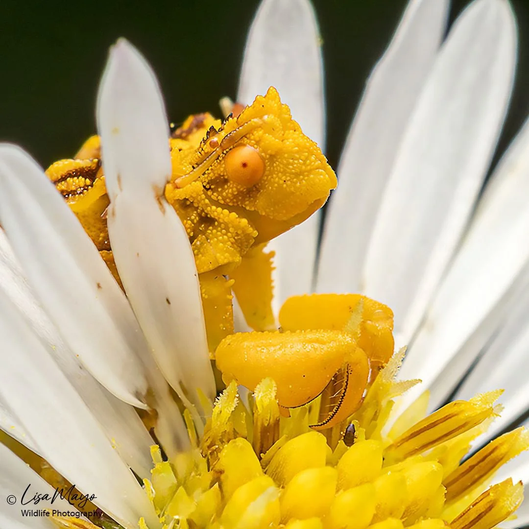 Ambush Bug at Bombay Hook NWR, DE