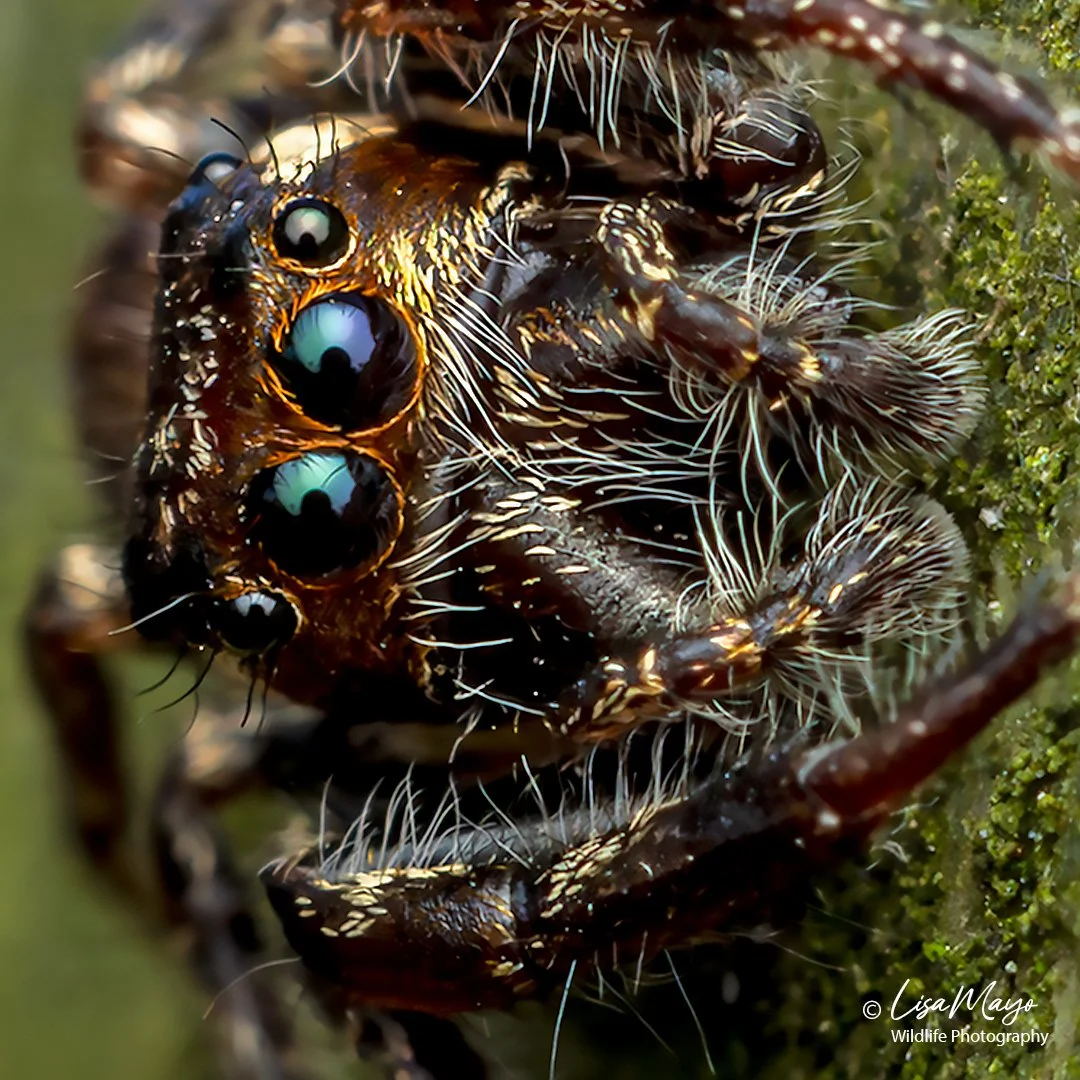 Male Bronze Jumping Spider at Blackwater NWR, MD