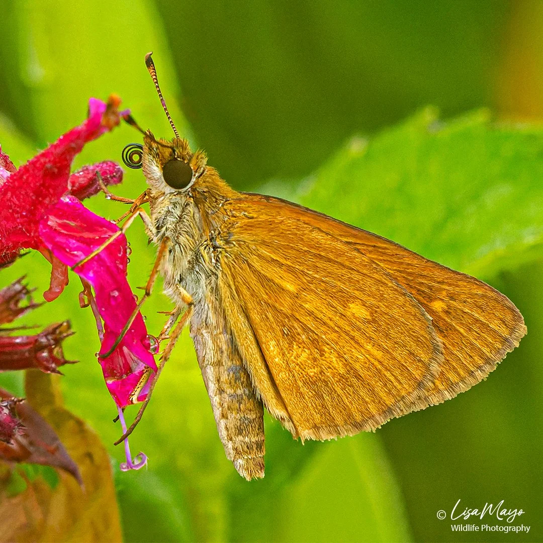 Skipper at Eastern Neck NWR, MD