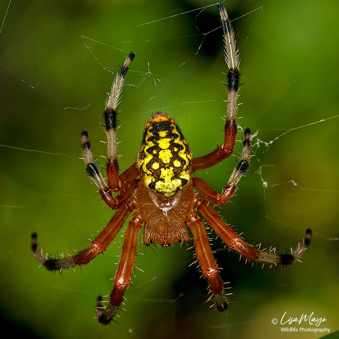 Marbled Orbweaver, Howard County Conservancy, MD