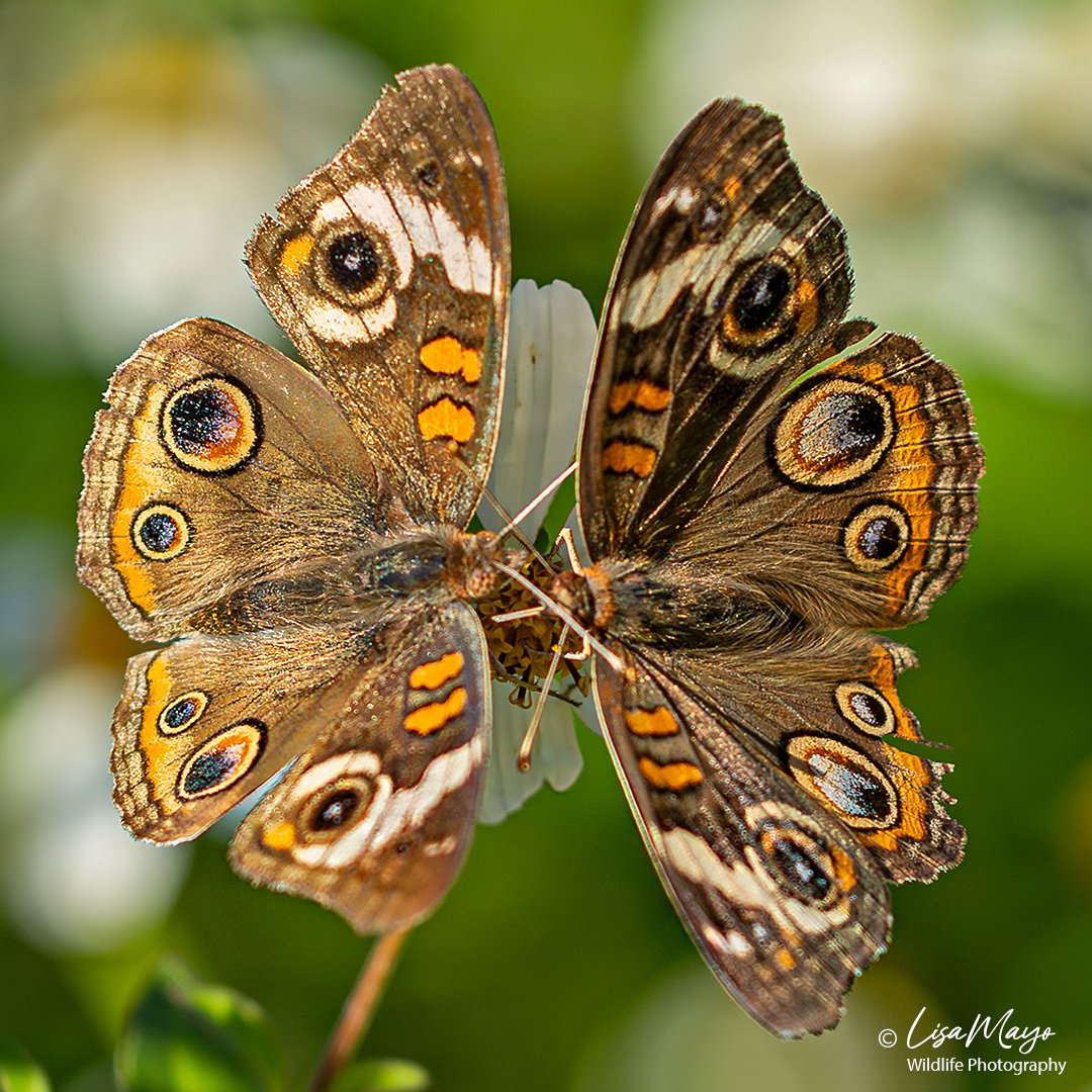 Common Buckeyes at Delaware Botanic Gardens