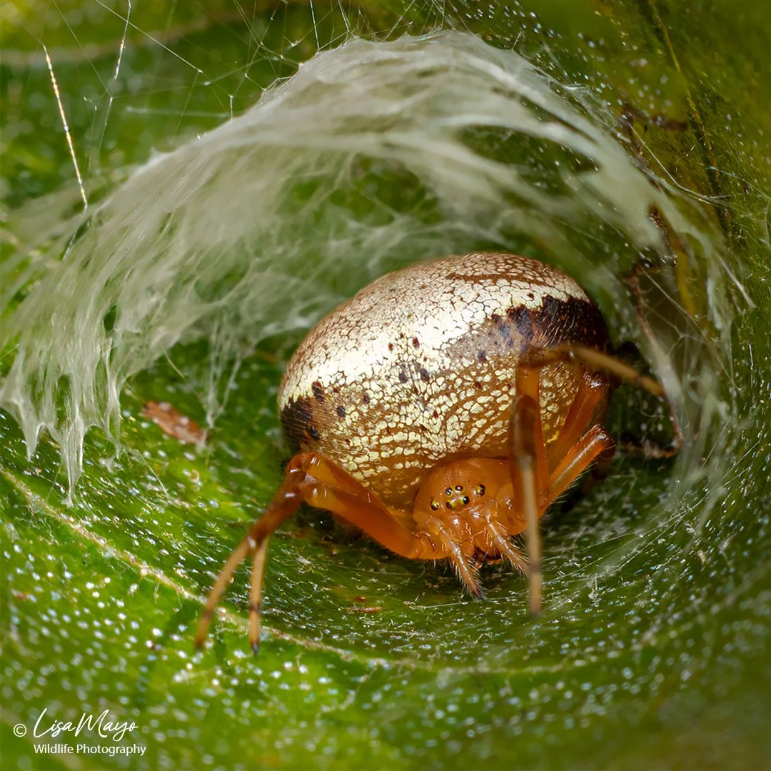 Lattice Orbweaver, Howard County Conservancy, MD