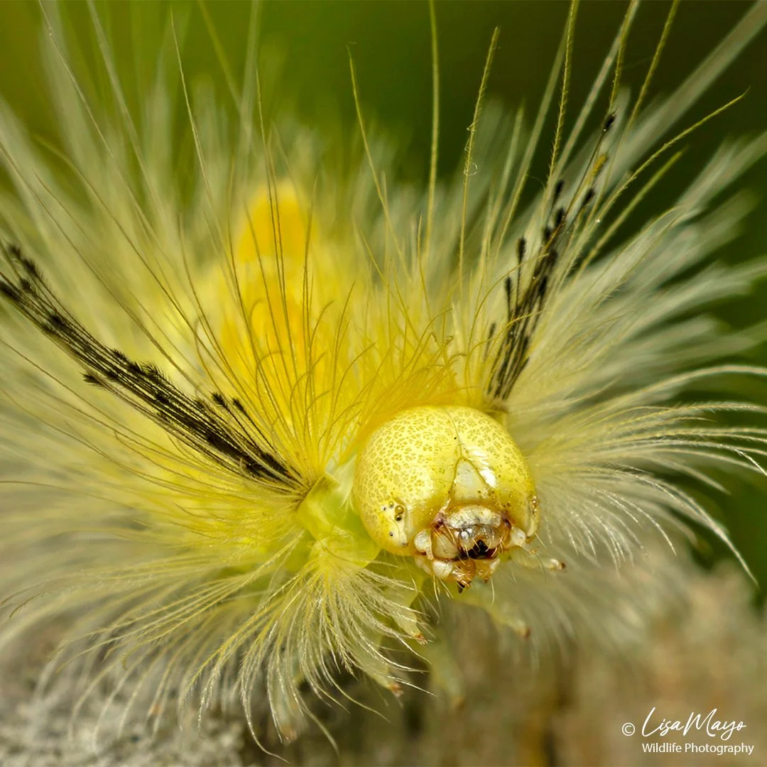 Tussock Moth, Blackwater NWR, MD