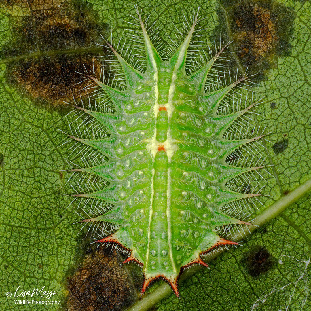 Crowned Slug Moth, Howard County Conservancy, MD