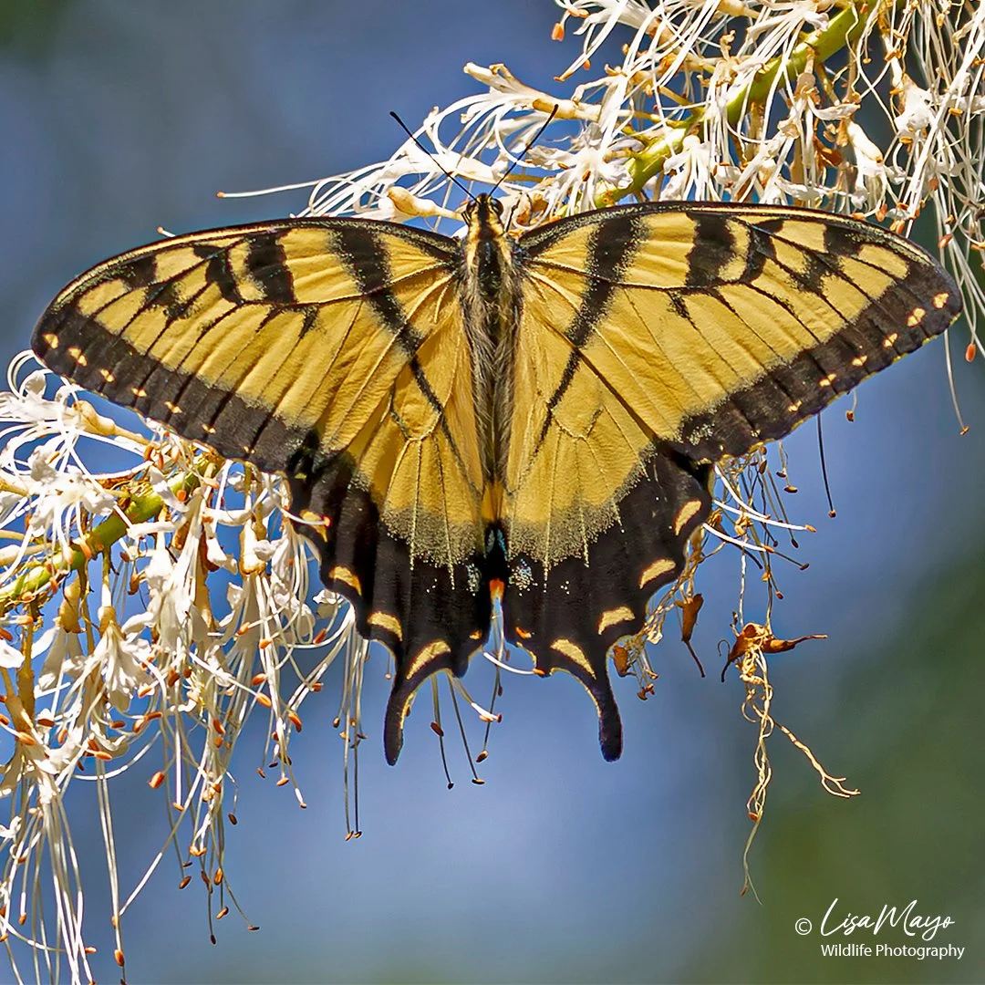 Tiger Swallowtail at Brookside Gardens, MD