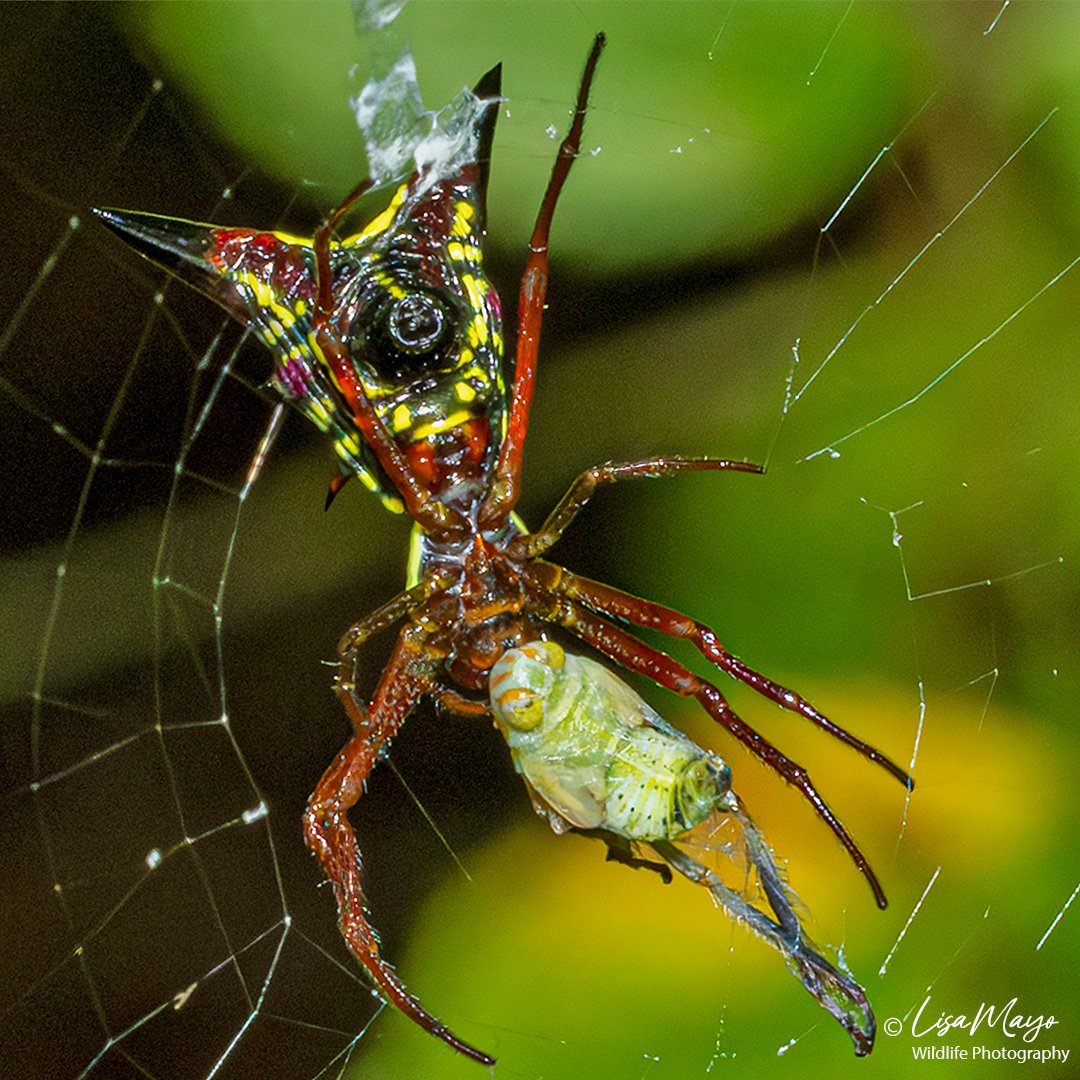 Arrow-shaped Orbweaver at Patuxent Research Refuge, MD