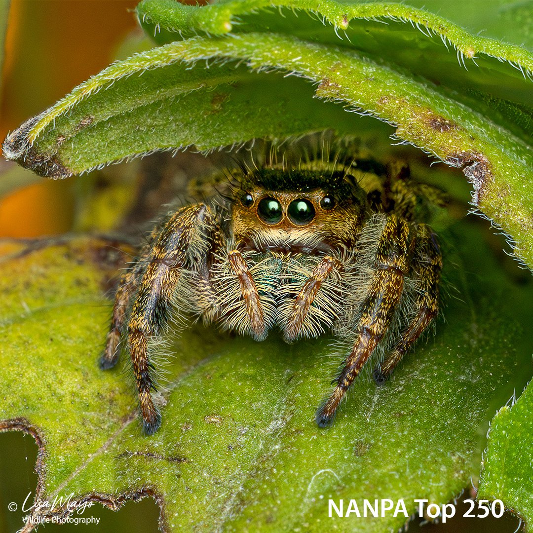 Brilliant Jumping Spider at Blackwater NWR, MD