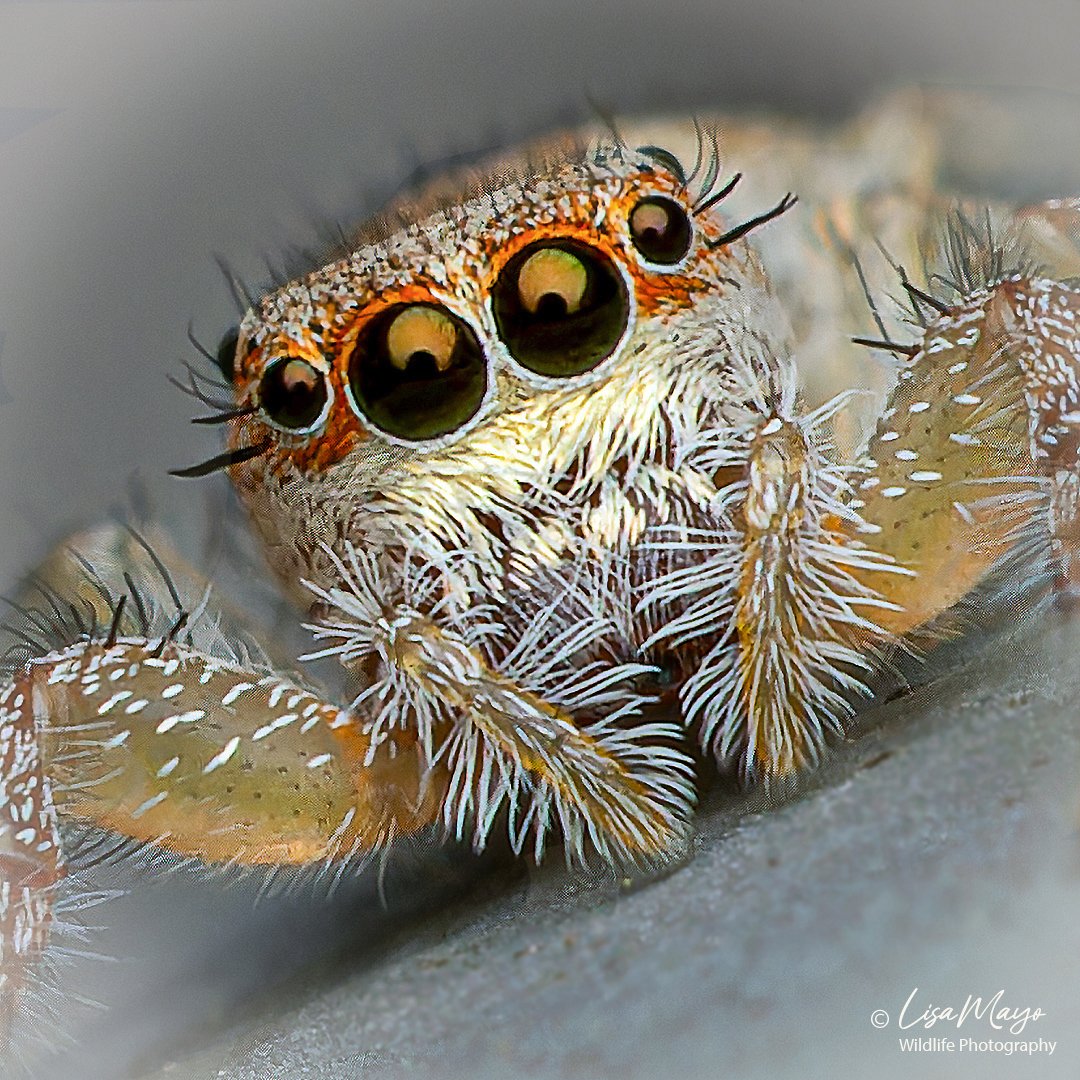 Female Hentz Jumping Spider at Pocosin Lakes NWR, NC