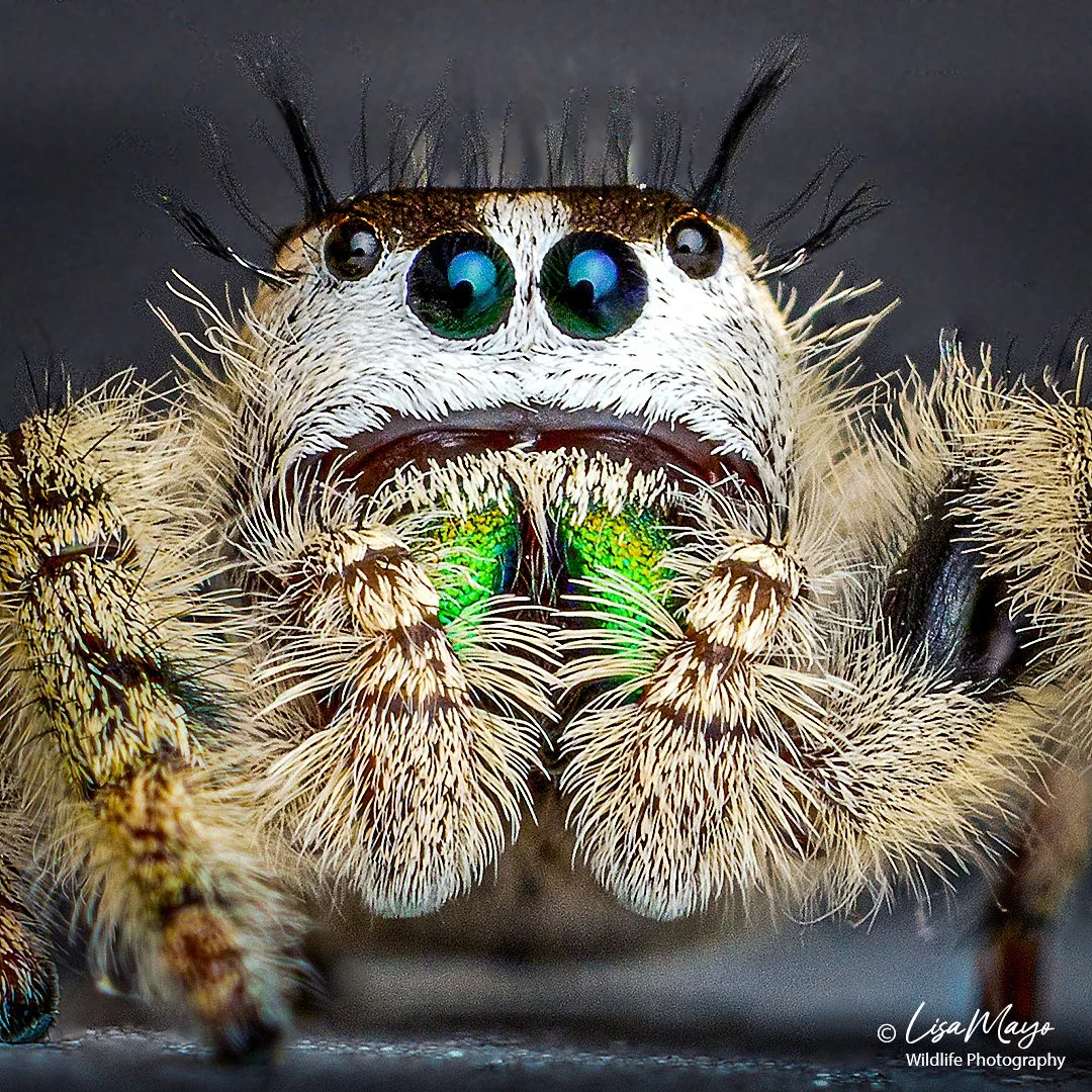 Female Canopy Jumping Spider at Pocosin Lakes NWR, NC