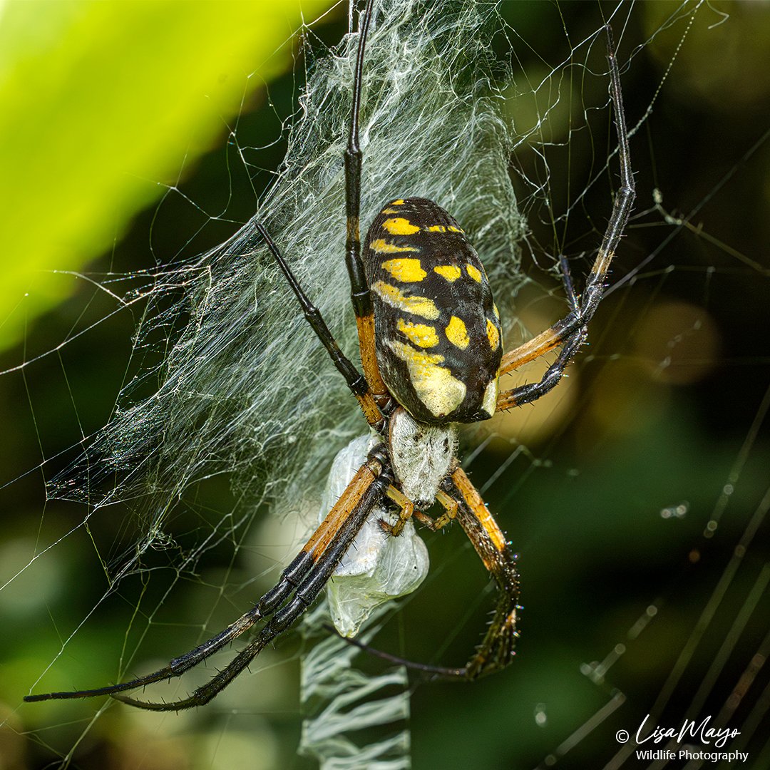 Yellow Garden Spider, Pickering Creek Audubon Center, MD