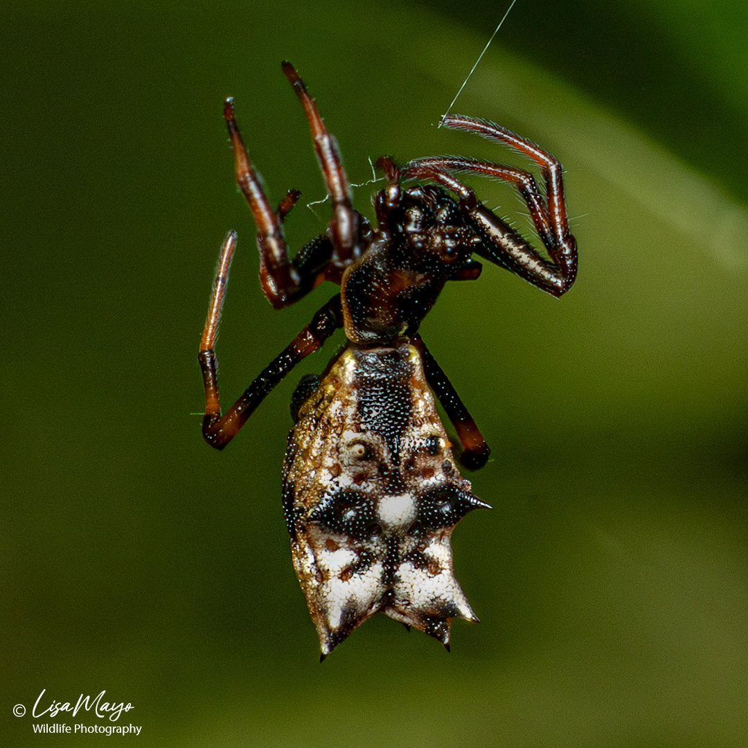 Spined Micrathena at Howard County Conservancy, MD