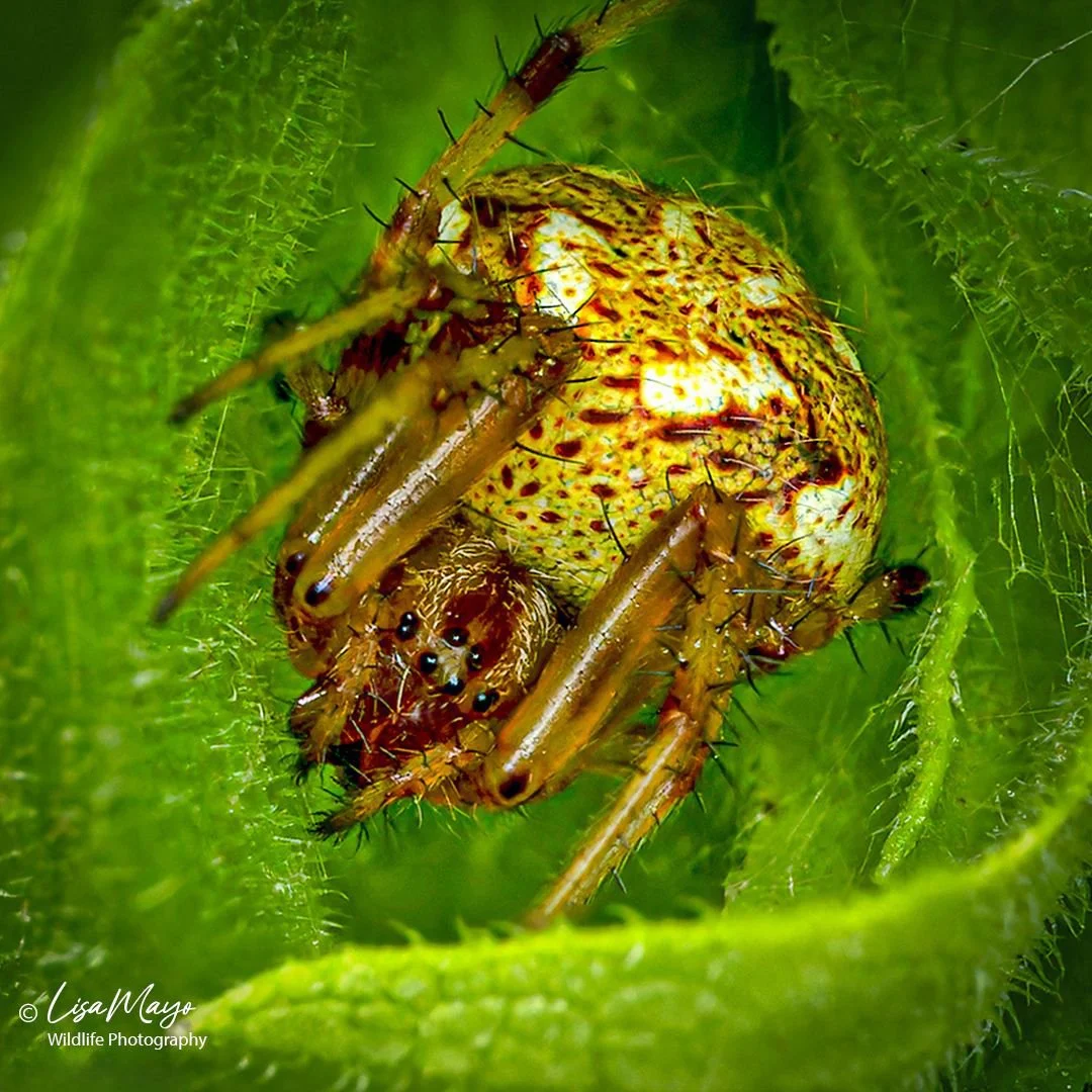 Arabesque Orbweaver at Howard County Conservancy, MD