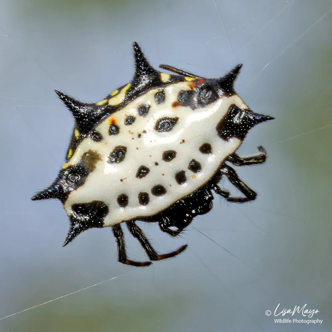 Spiny-backed Orbweaver, Pocosin Lakes NWR, NC