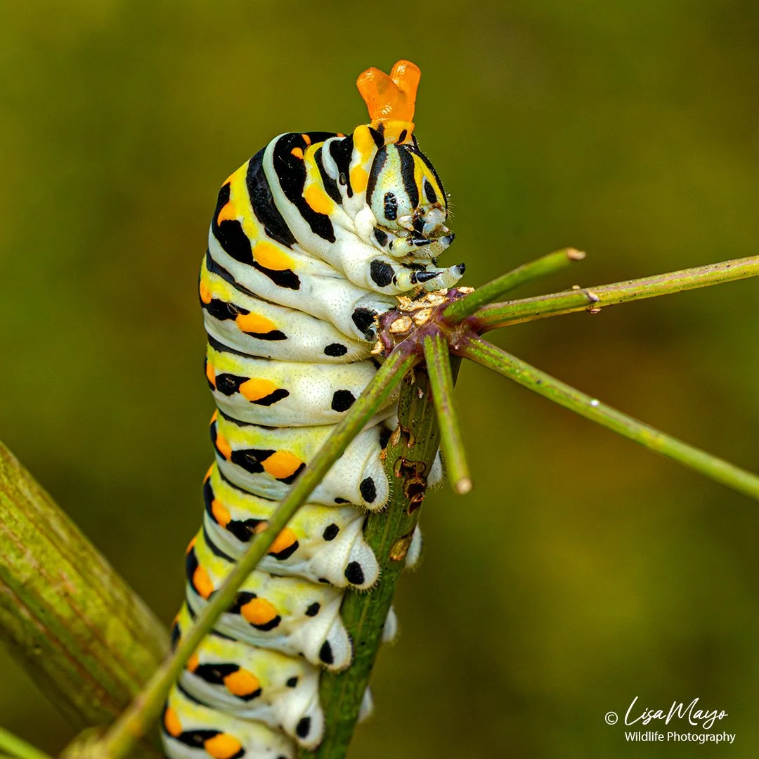 Caterpillars